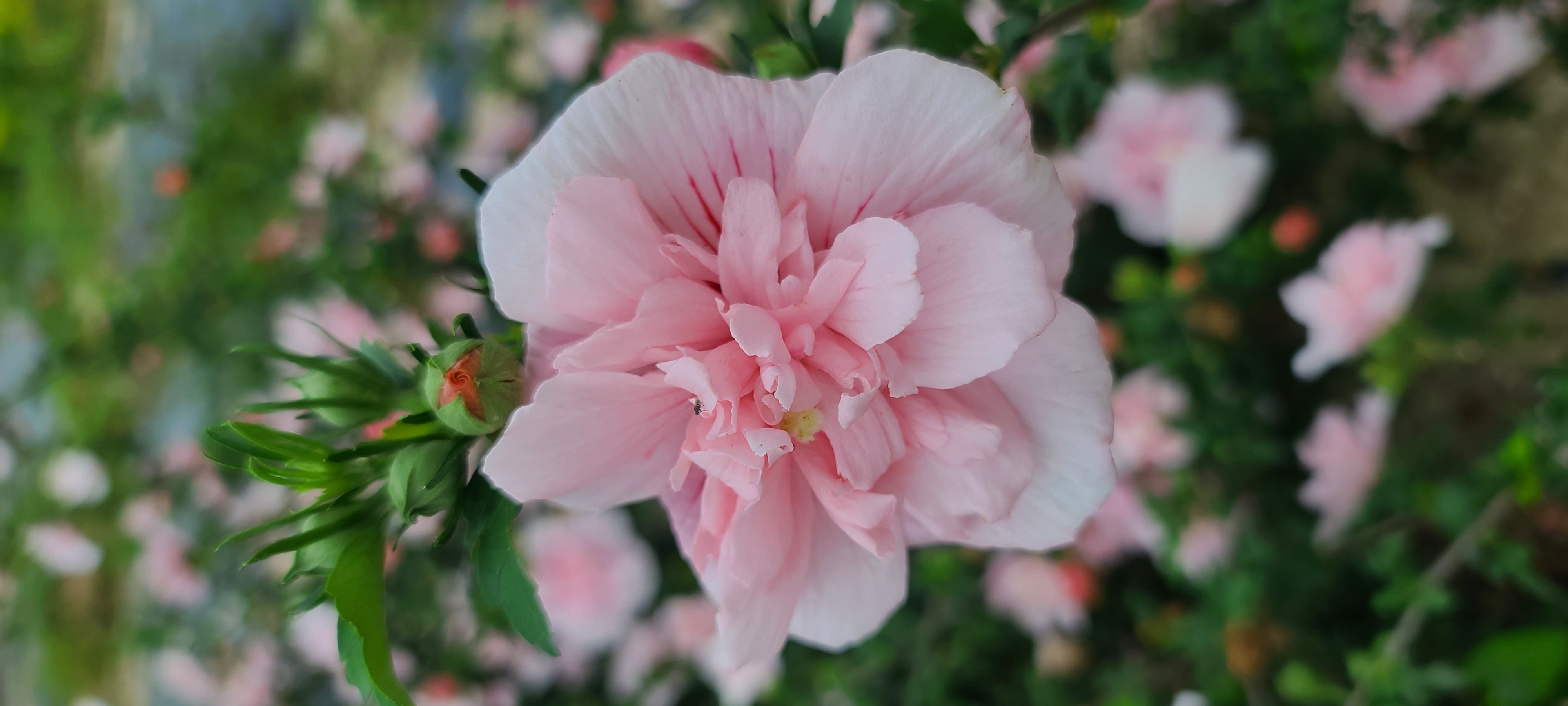 Hibiscus syriacus 'Pink Chiffon'
